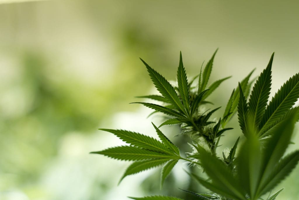Marijuana Plant in Grow Room