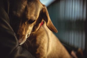 Animal Abusue or Animal Cruelty Laws | What is Animal Abuse | Animal Abuse Attorney